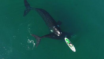 Comenzó la temporada de avistaje de ballenas en Puerto Madryn.