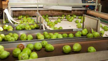 en fruticultura no les tienen miedo a las peras de china en fruticultura no les tienen miedo a las peras de china