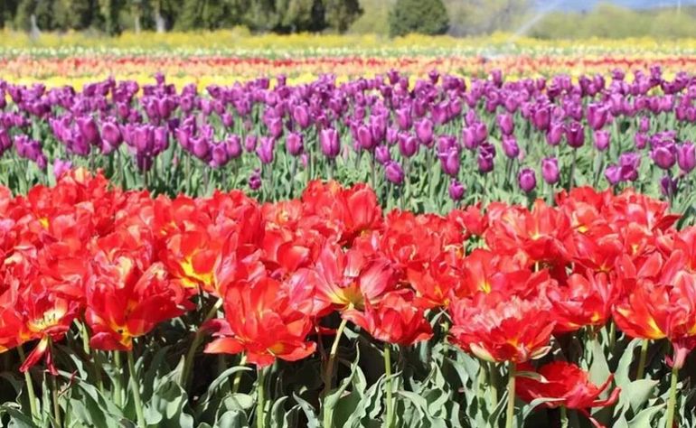 Patagonia mágica: el campo de tulipanes de Trevelin, en Chubut.