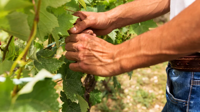 Las cadenas agroindustriales (CAI) generaron 4.200.283 puestos de trabajo.