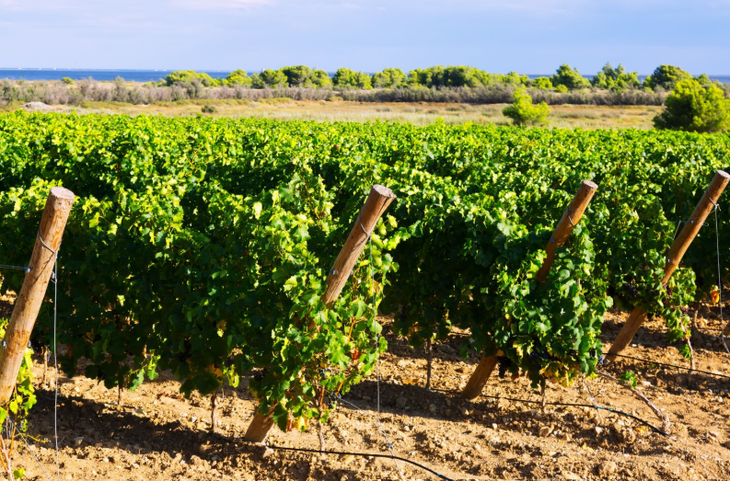 Entre la esperanza y la crisis: Consumo per cápita sube a 1,37lts., pero quiebras amenazan al sector. Entre la esperanza y la crisis: Consumo per cápita sube a 1,37lts., pero quiebras amenazan al sector.