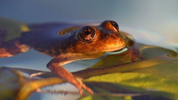 La ranita del Valcheta debe su nombre, precisamente, al arroyo de Valcheta, en Río Negro. Hay en esa zona otras especies que también corren peligro.