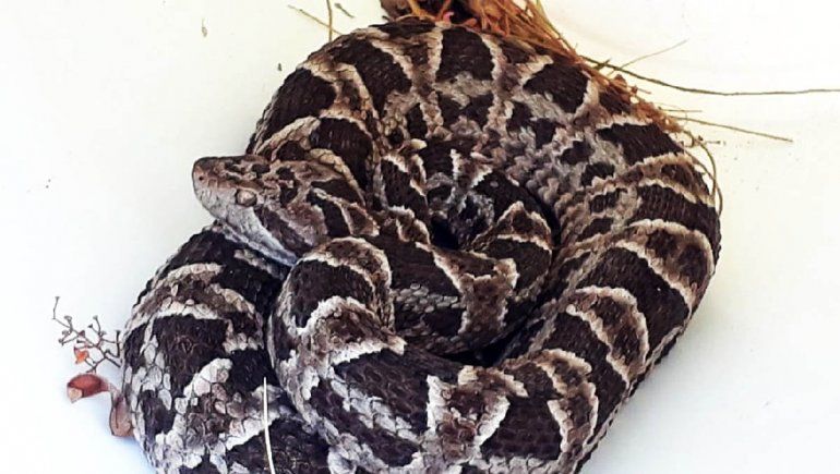 Apareció una yarará  en una casa del Lago Pellegrini