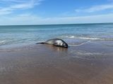 El animal salió del mar y se echó en la arena. Ocurrió el sábado en la Tercera Bajada de Las Grutas. 