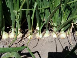 la cebolla tiene un gran potencial en rio negro la cebolla tiene un gran potencial en rio negro