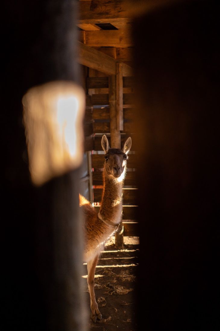 La esquila no es un trabajo simple. Foto: WCS La esquila no es un trabajo simple. Foto: WCS