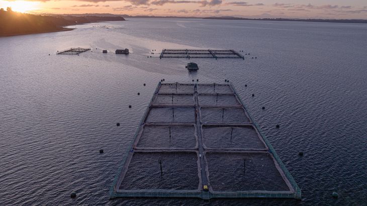 Testimonios desgarradores revelan cómo un producto estrella de exportación se ha convertido en tragedia para muchos chilenos. Testimonios desgarradores revelan cómo un producto estrella de exportación se ha convertido en tragedia para muchos chilenos.