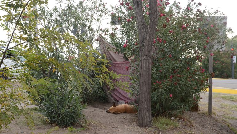 Un par de árboles, una lona y un perro de compañía. Uno de los tantos refugios que se ven en Neuquén. Un par de árboles, una lona y un perro de compañía. Uno de los tantos refugios que se ven en Neuquén.