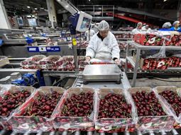 Las cerezas chilenas llegaron al mercado interno argentino con precios altamente compretitivos. Las cerezas chilenas llegaron al mercado interno argentino con precios altamente compretitivos.
