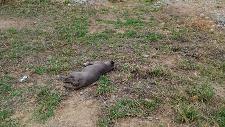 Conmoción en Plottier: aparecieron varios perros muertos y envenenados en la misma cuadra