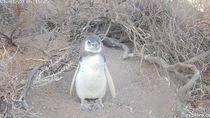 Los pinguinos se muestran en vivo desde su hábitat natural. Los pinguinos se muestran en vivo desde su hábitat natural.