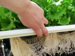 hidroponia: los cultivos se presentaran en la expo rural hidroponia: los cultivos se presentaran en la expo rural