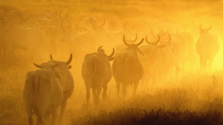 El cebú no solo sostiene las exportaciones: también forma parte de la identidad cultural brasileña. El cebú no solo sostiene las exportaciones: también forma parte de la identidad cultural brasileña.