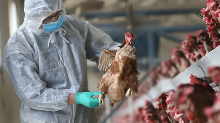 Argentina frenó importaciones desde Brasil de pollos y subproductos por un nuevo foco de gripe aviar.