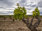 El clima impulsa cambios en la forma de producción. Foto: EFE