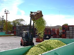 La campaña combina menor oferta, precios sostenidos y un escenario internacional adverso marcado por aranceles y sobreoferta. La campaña combina menor oferta, precios sostenidos y un escenario internacional adverso marcado por aranceles y sobreoferta.