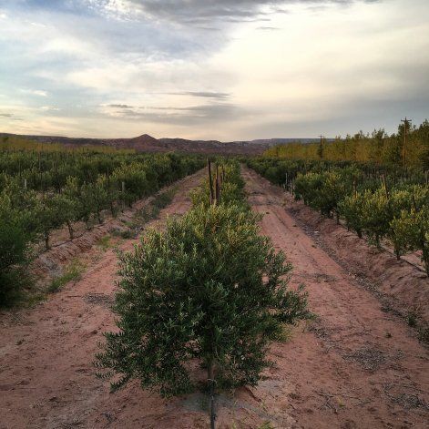 Un proyecto de biodiversidad a partir de la oliva
