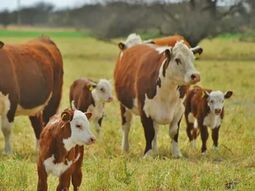 El traslado récord de terneros y la evolución del engorde a corral anticipan cambios en el esquema productivo. El traslado récord de terneros y la evolución del engorde a corral anticipan cambios en el esquema productivo.