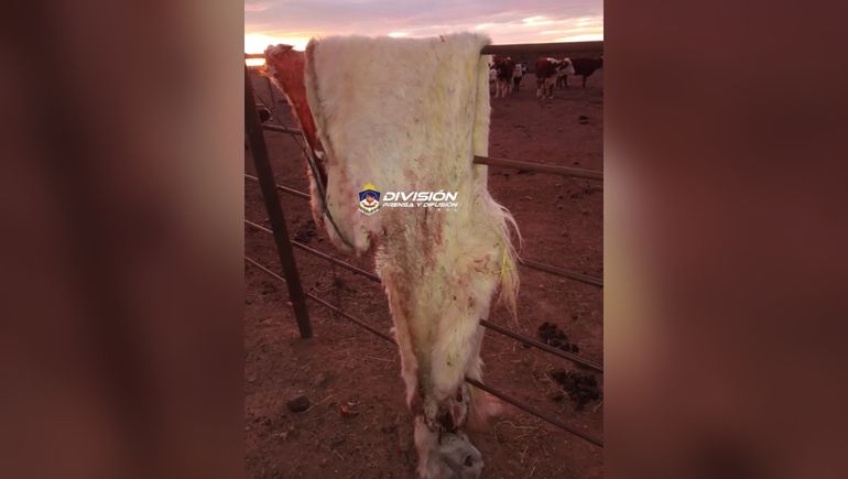 Robó dos caballos y lo descubrieron tarde: ya los había faenado