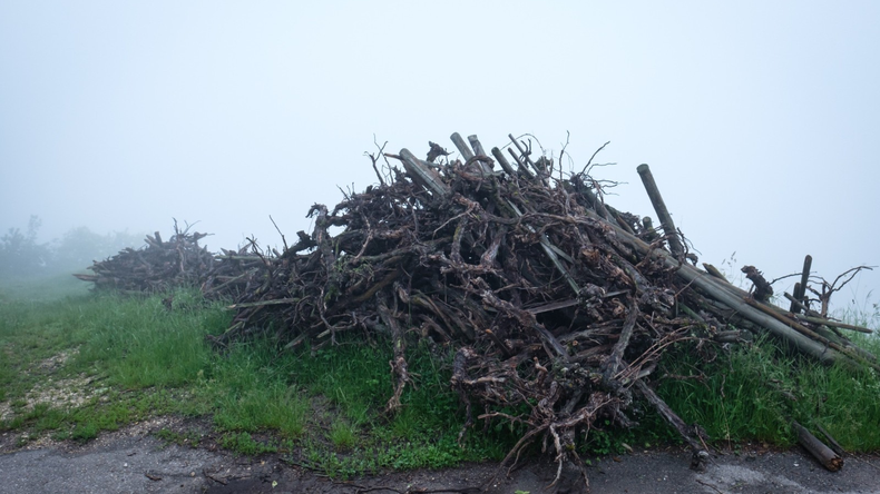 La erradicacion de viñedos se esta formalizando en todo el mundo, y también en Argentina. Foto: Revista Wein | LM Neuquen La erradicacion de viñedos se esta formalizando en todo el mundo, y también en Argentina. Foto: Revista Wein
