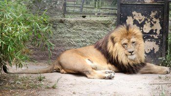 dos leones que estaban en un zoo seran liberados