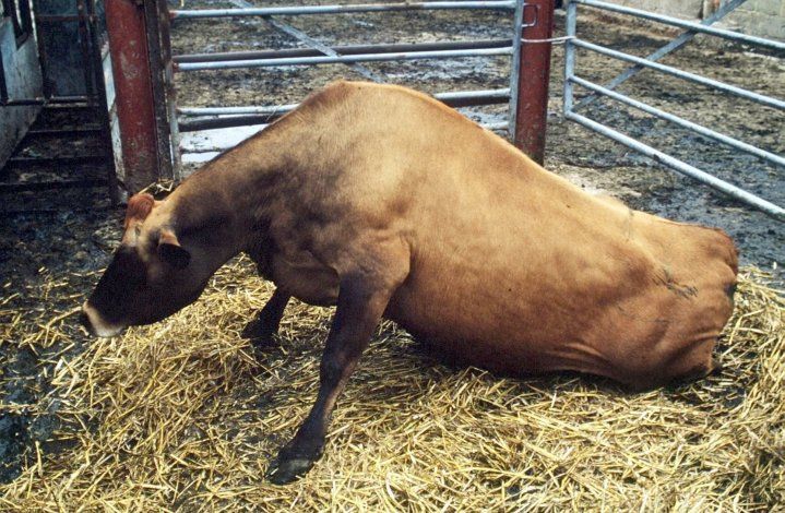 El mal de la vaca loca atacó a un animal en una granja y lo mató