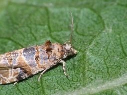 La polilla de la vid, enemiga silenciosa de las viñas. La polilla de la vid, enemiga silenciosa de las viñas.
