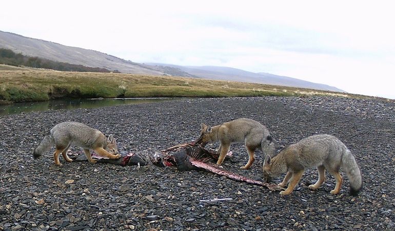 Zorros comen salmones en la Patagonia. Zorros comen salmones en la Patagonia.