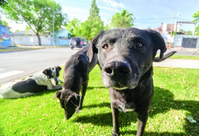 La Muni creó el área de Bienestar Animal para perros de la calle.