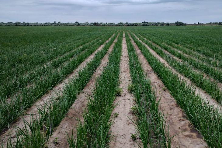 El riego gravitacional aprovecha solo el 50% del agua; el sistema por goteo alcanza el 90%. El riego gravitacional aprovecha solo el 50% del agua; el sistema por goteo alcanza el 90%.