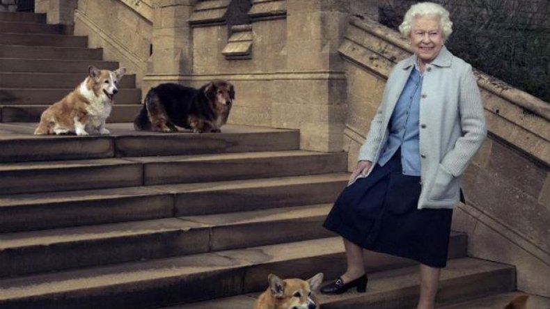 Willow, su última perrita corgi, la más devota de sus amigas.