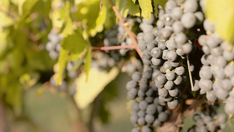 En el mes del Malbec: ¿Cuáles son los estilos posibles para esta variedad?