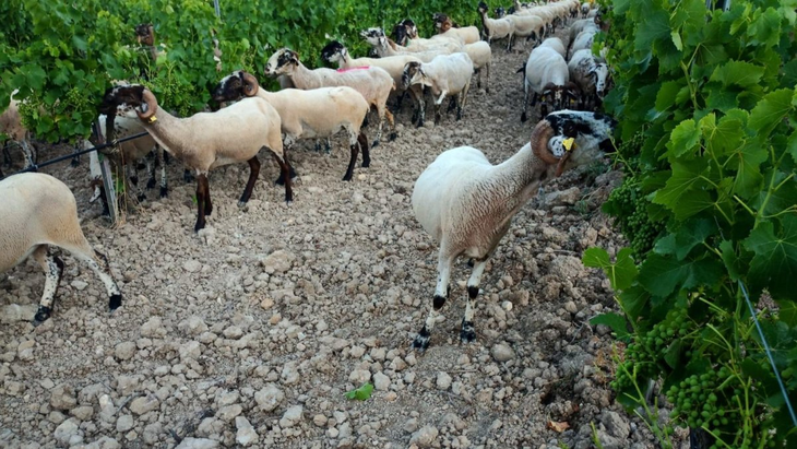 Las ovejas aportan beneficios concretos a la agricultura sustentable. Las ovejas aportan beneficios concretos a la agricultura sustentable. 