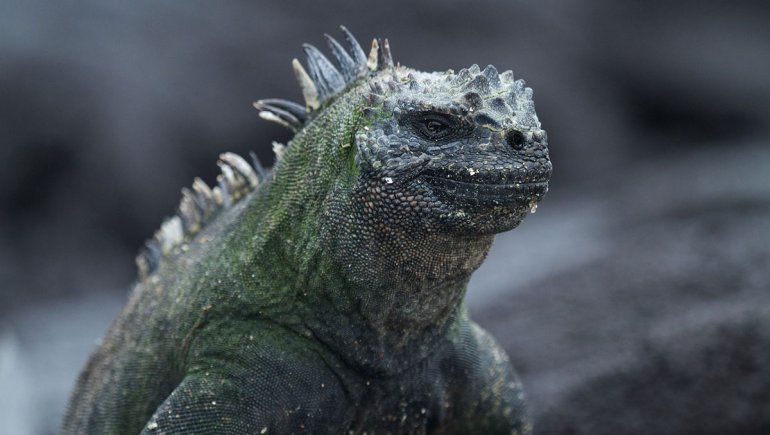 Emiratos Árabes logró su primera imagen de Marte