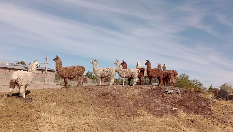 El primer linaje de llamas en Neuquén y el fin terapeútico que tienen