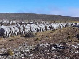 Engorde a corral, una alternativa para ganar en productividad. Engorde a corral, una alternativa para ganar en productividad.