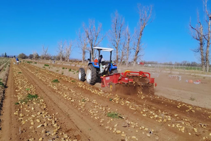 Cosecha mecánica: Laterales a 35-40 cm evitan daños; maquinaria opera sin interferencias. Foto: INTA Cosecha mecánica: Laterales a 35-40 cm evitan daños; maquinaria opera sin interferencias. Foto: INTA