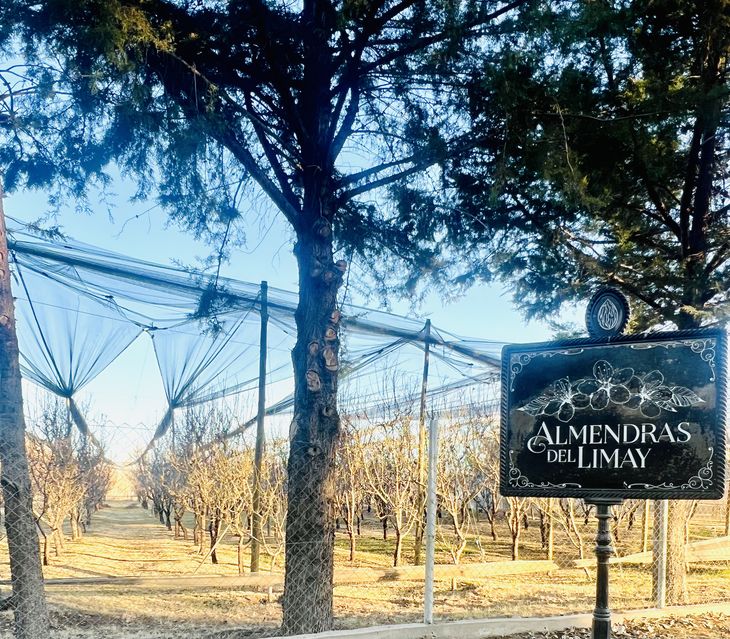 La chacra de Plottier, con sus almendros protegidos. Foto: gentileza Tere Peláez. La chacra de Plottier, con sus almendros protegidos. Foto: gentileza Tere Peláez.