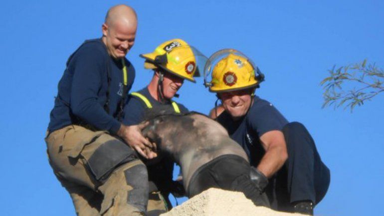 Así quedó el universitario de 26 años: lo bautizaron Black Noel.