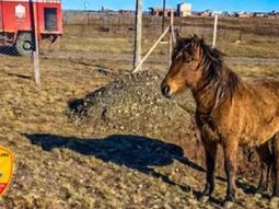 un caballo quedo atrapado en un pozo y tuvieron que ir a sacarlo los bomberos un caballo quedo atrapado en un pozo y tuvieron que ir a sacarlo los bomberos
