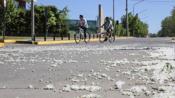 Invasión de pelusa del álamo en Neuquén: ¿Qué tan peligrosa es para la salud?