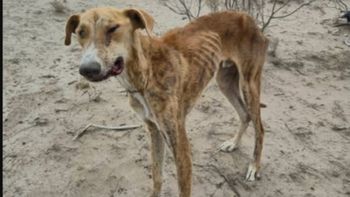 La foto del perrito callejero de Puerto Madryn que circuló en las redes para pedir ayuda en la búsqueda. La foto del perrito callejero de Puerto Madryn que circuló en las redes para pedir ayuda en la búsqueda.
