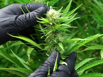 el cultivo verde que puede transformar la industria de la patagonia