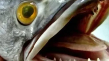 El pez cabeza de serpiente preocupa en Estados Unidos El pez cabeza de serpiente preocupa en Estados Unidos