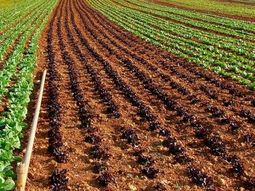 La degradación del suelo agrícola es un hecho. La degradación del suelo agrícola es un hecho.