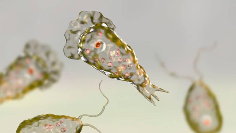 La ameba Naegleria fowleri