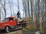 Los vecinos del barrio Camino del Sol denuncian tala indiscriminada de árboles