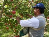 Heladas tardías, granizo y añerismo provocaron una de las campañas de manzana más bajas de los últimos años en Río Negro y Neuquén. Heladas tardías, granizo y añerismo provocaron una de las campañas de manzana más bajas de los últimos años en Río Negro y Neuquén.