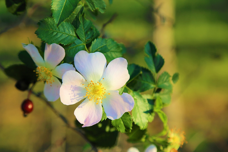 En el Parque Nacional Lanín, la invasión de flora exótica leñosa es calificada como En el Parque Nacional Lanín, la invasión de flora exótica leñosa es calificada como