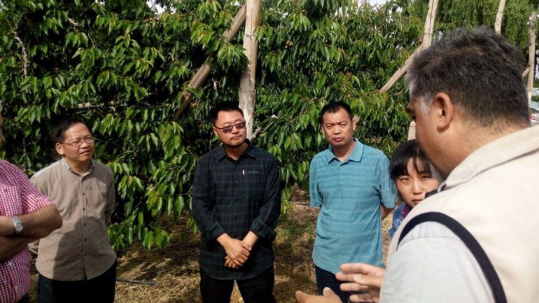 Se abre la puerta del mercado chino para cerezas patagónicas